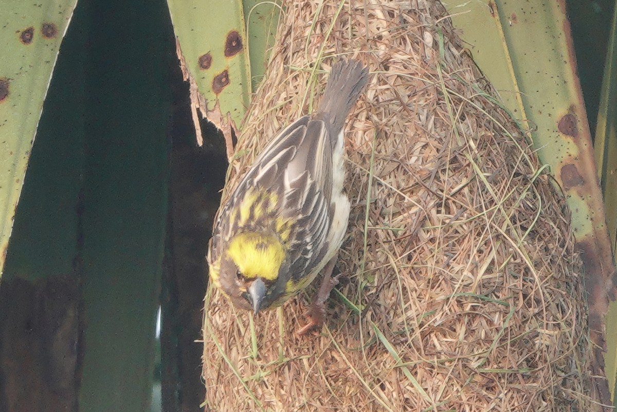 Baya Weaver - ML647052700