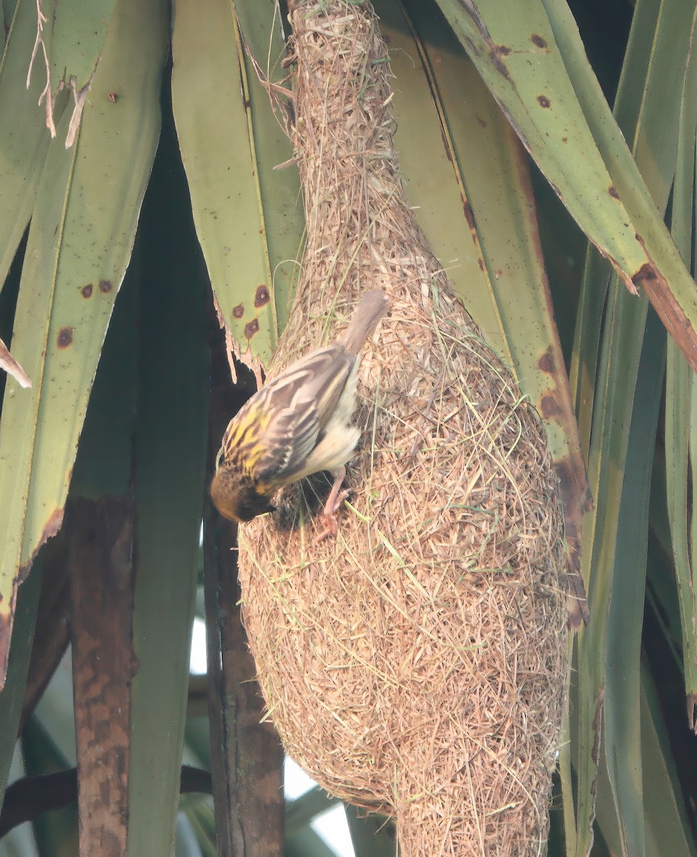 Baya Weaver - ML647052705