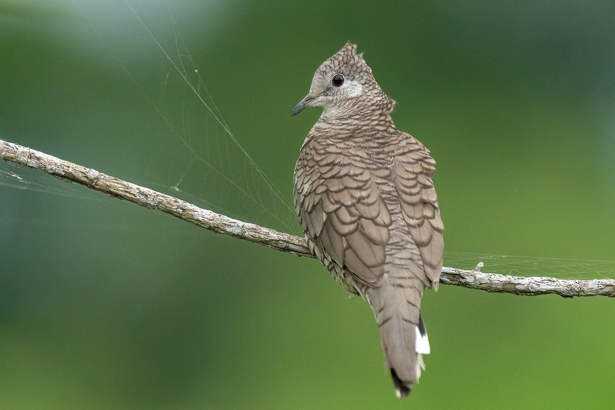 Inca Dove - ML647052714