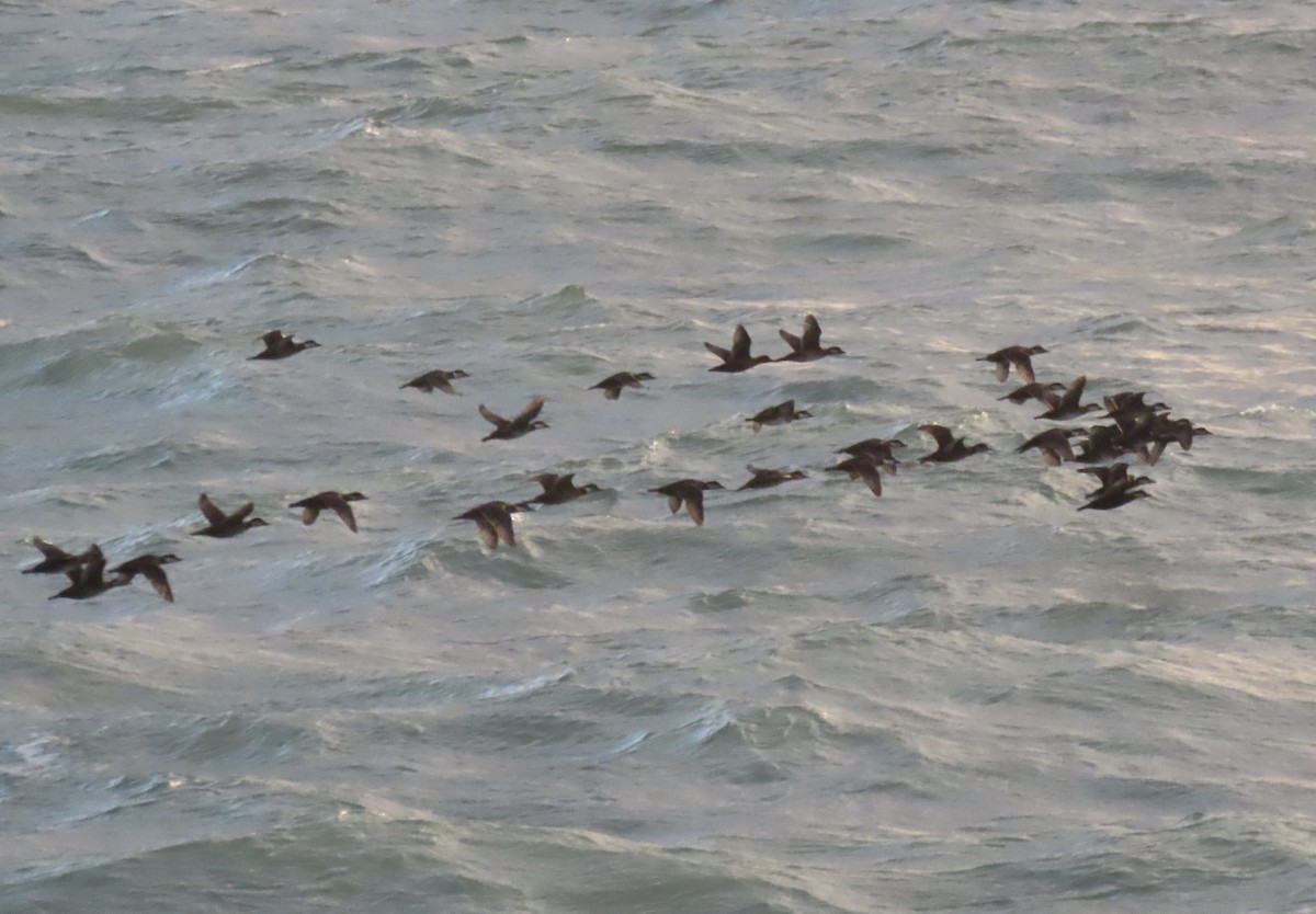 Black Scoter - ML647052717