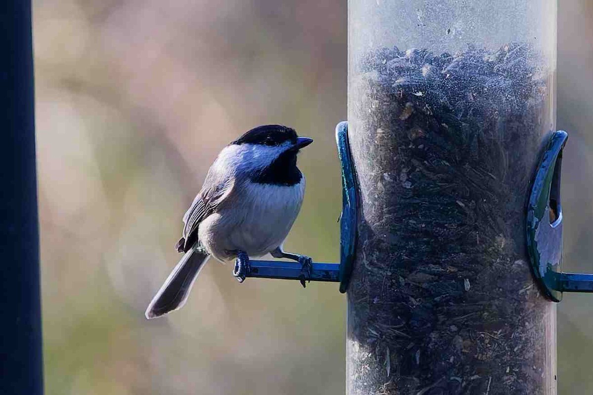 Carolina Chickadee - ML647052719