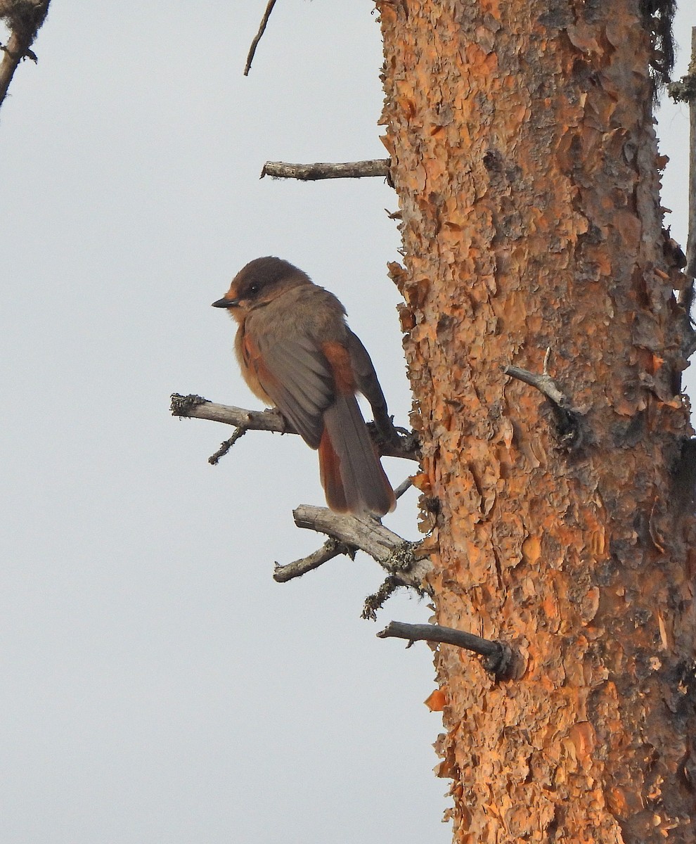 Siberian Jay - ML647052720