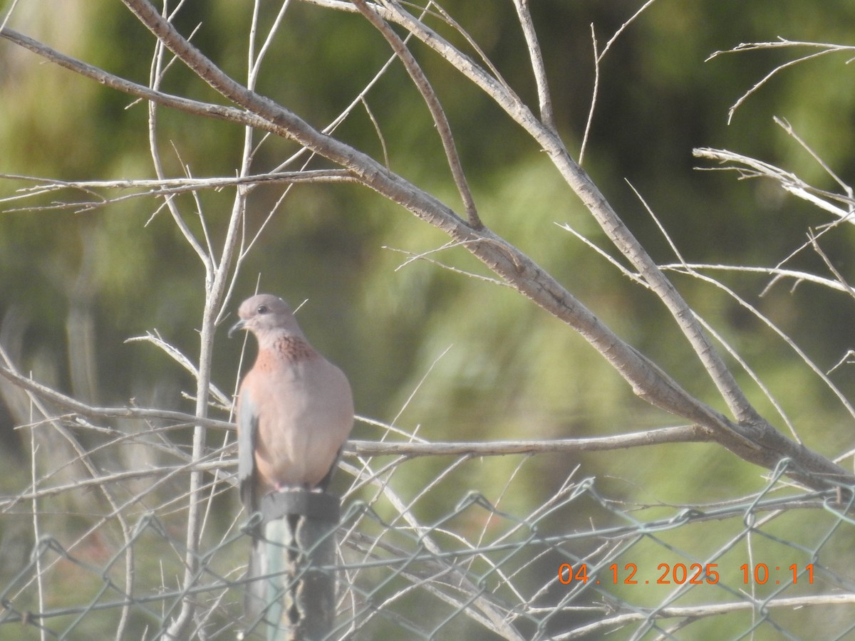 ワライバト - ML647052722