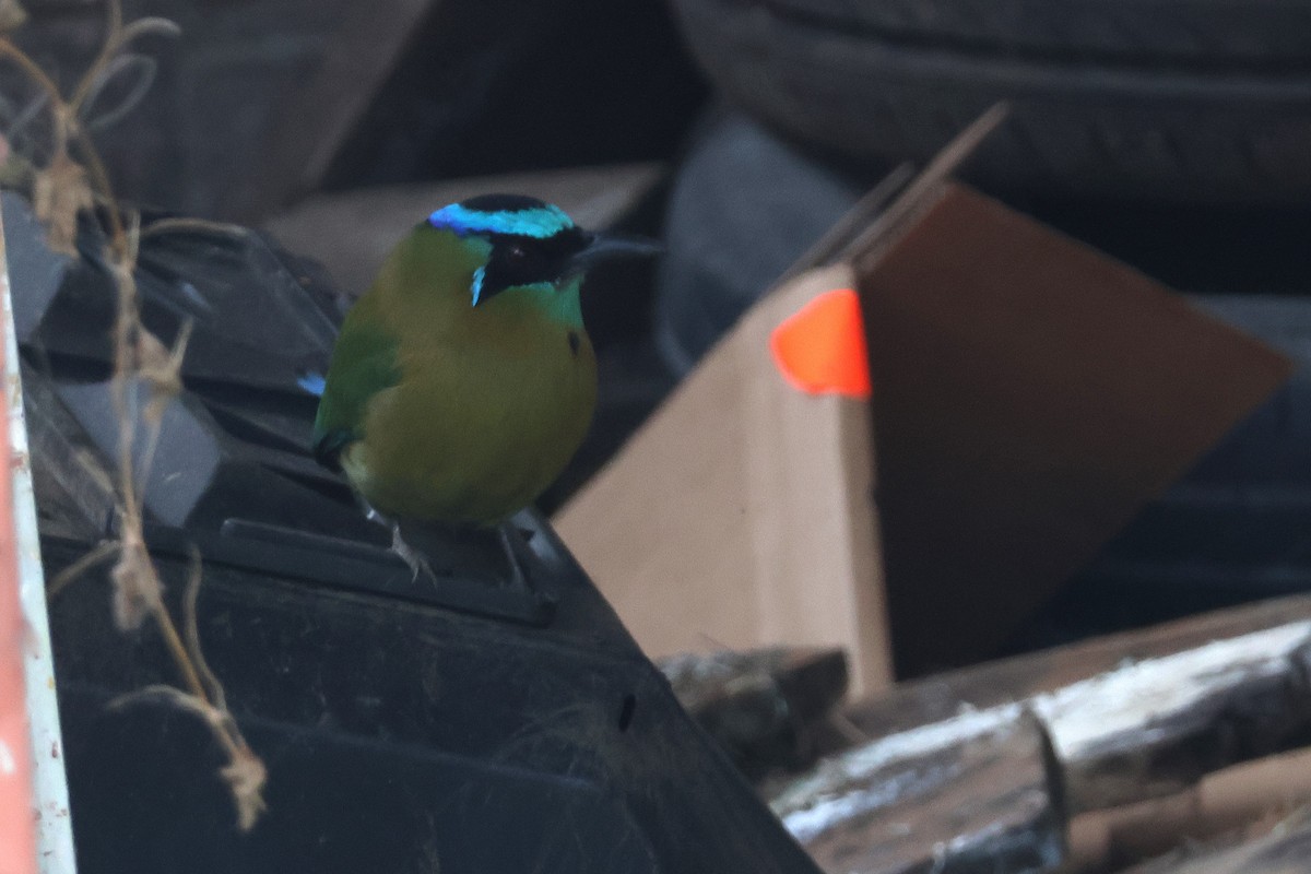 diademmotmot - ML647052728