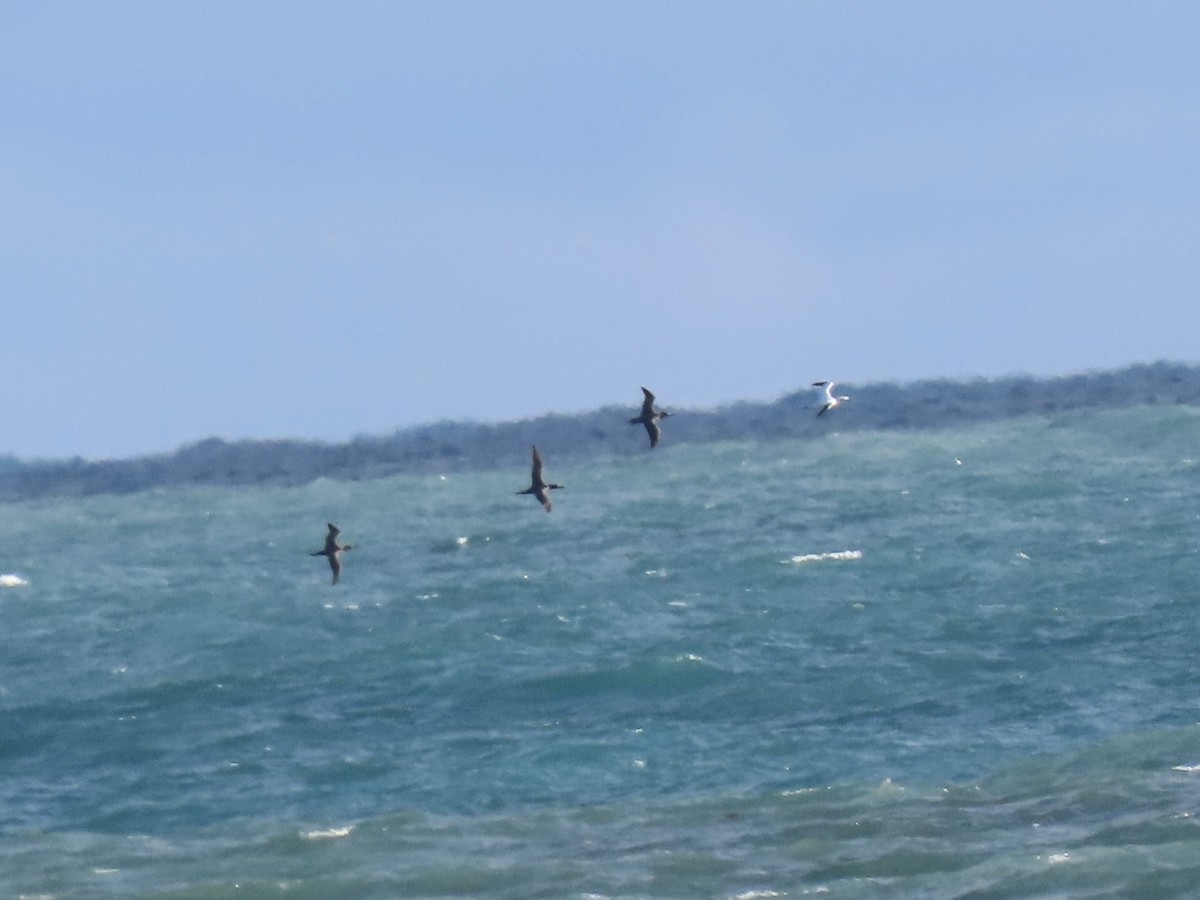 Northern Gannet - ML647052729