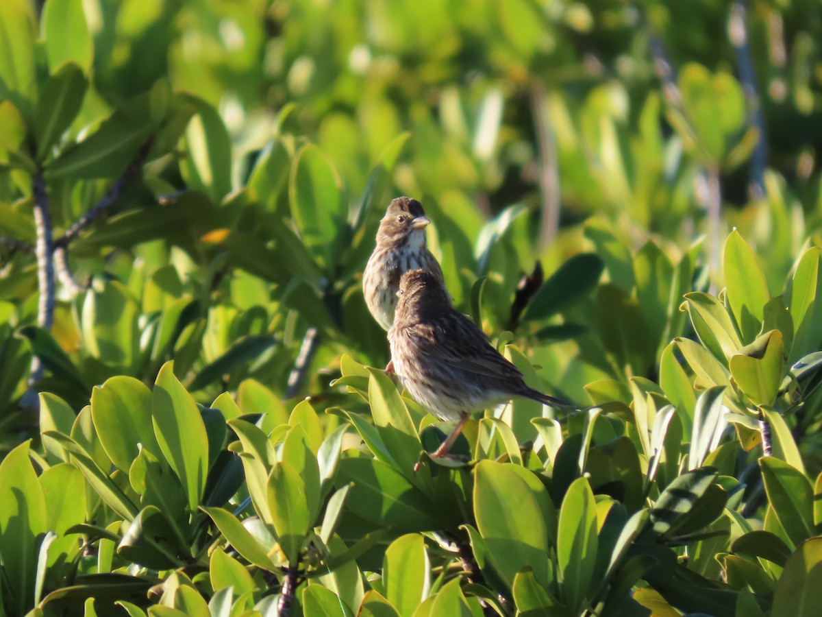 Пасовник савановий (підвид rostratus/atratus) - ML647052730