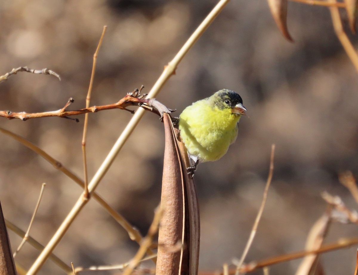 Lesser Goldfinch - ML647052735