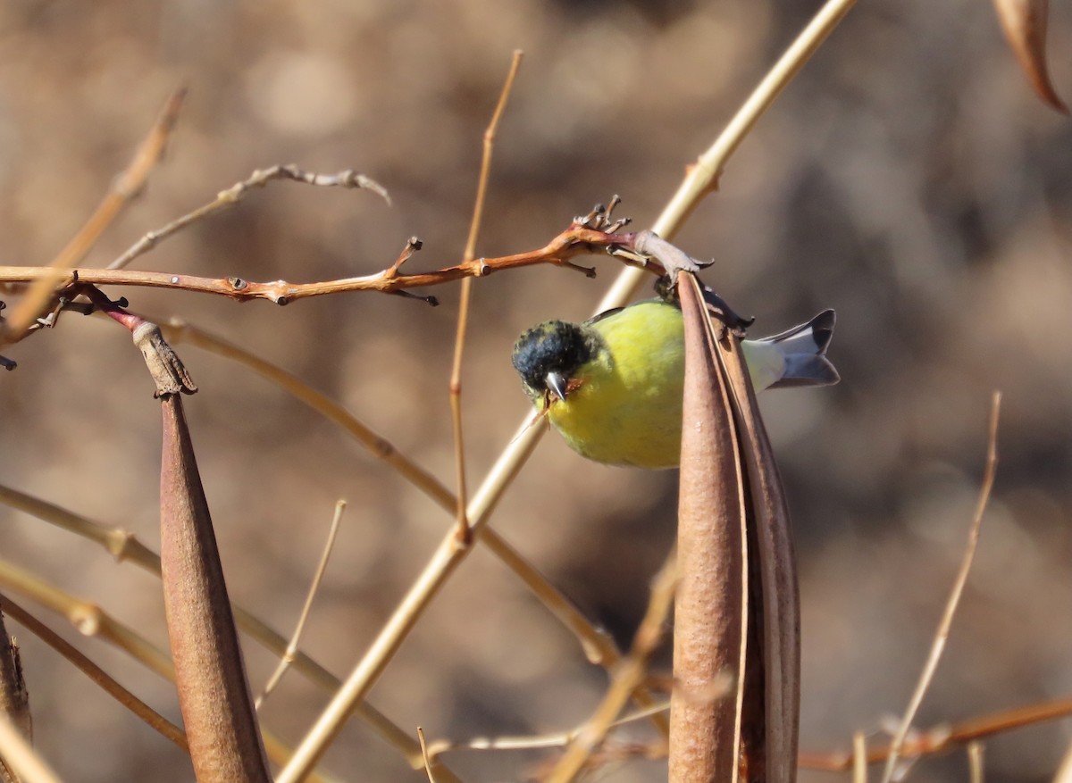 Lesser Goldfinch - ML647052736