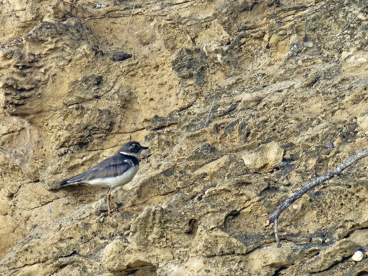 kulík kanadský - ML647052739