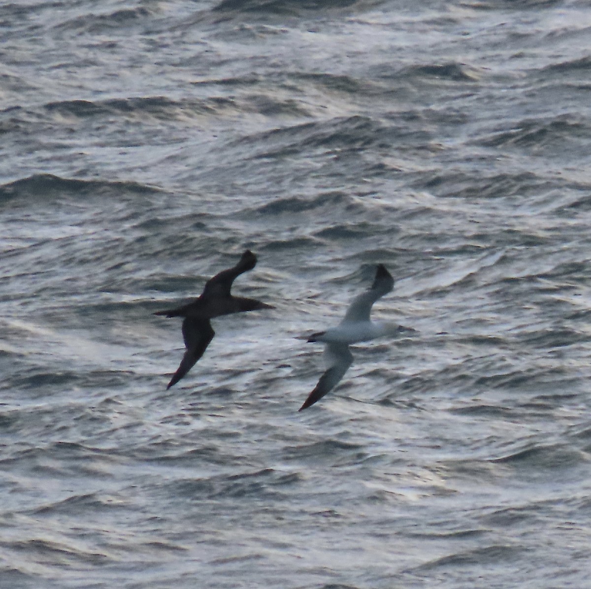 Northern Gannet - ML647052741