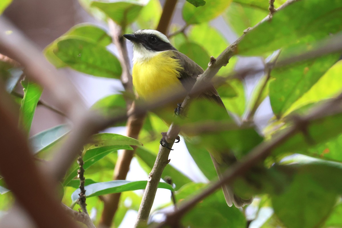 Social Flycatcher - ML647052742