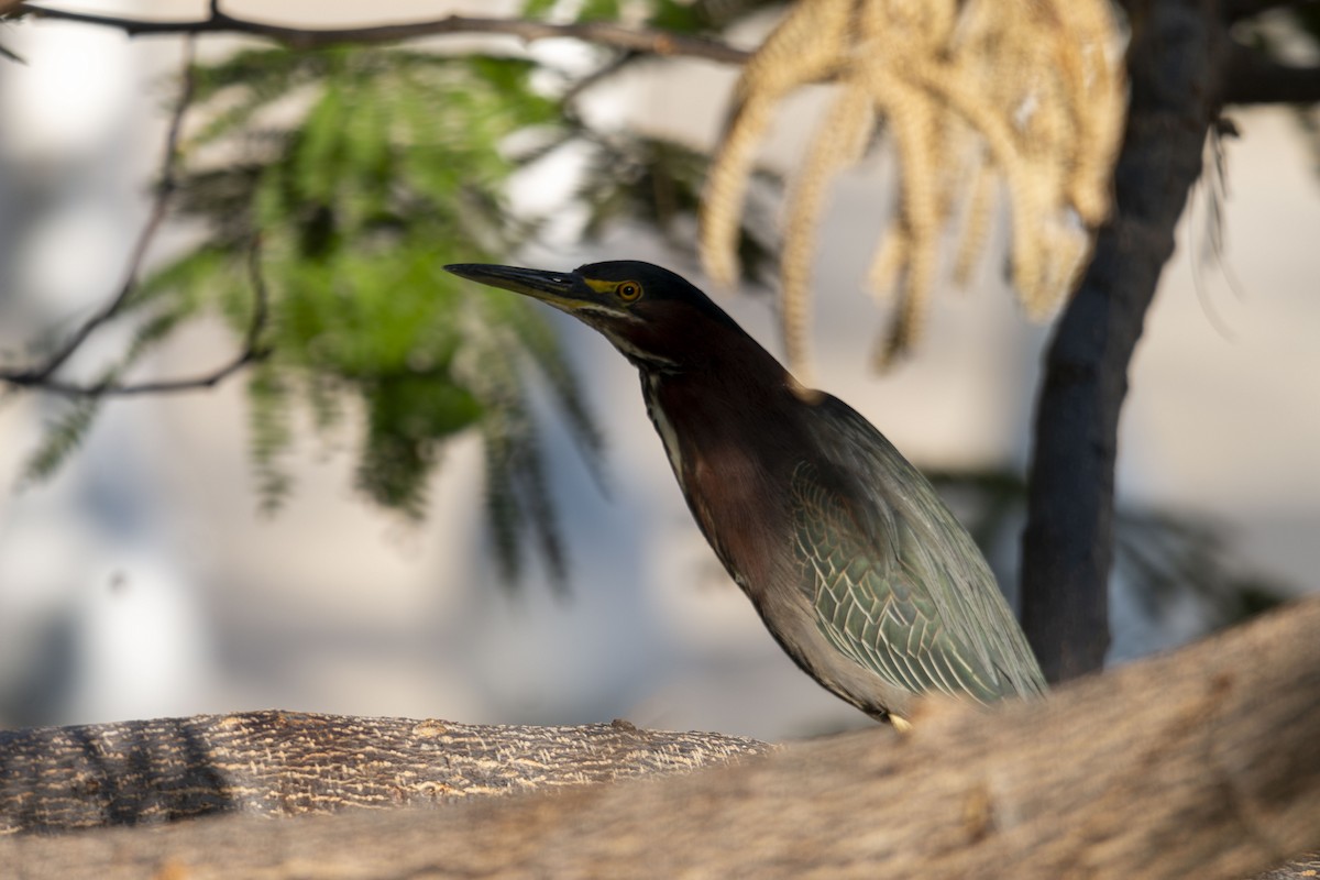 Green Heron - ML647052746
