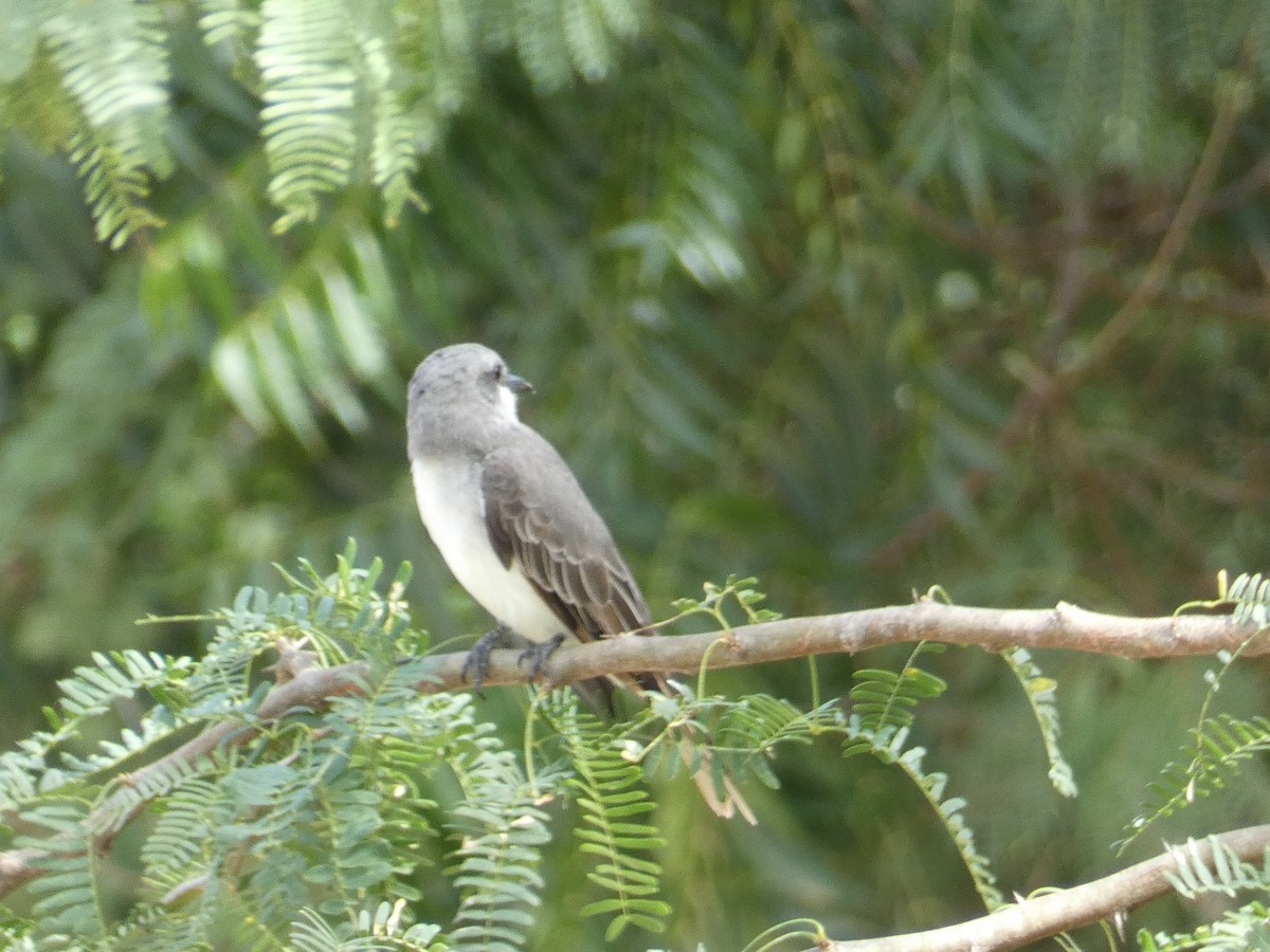 Gray Kingbird - ML647052747