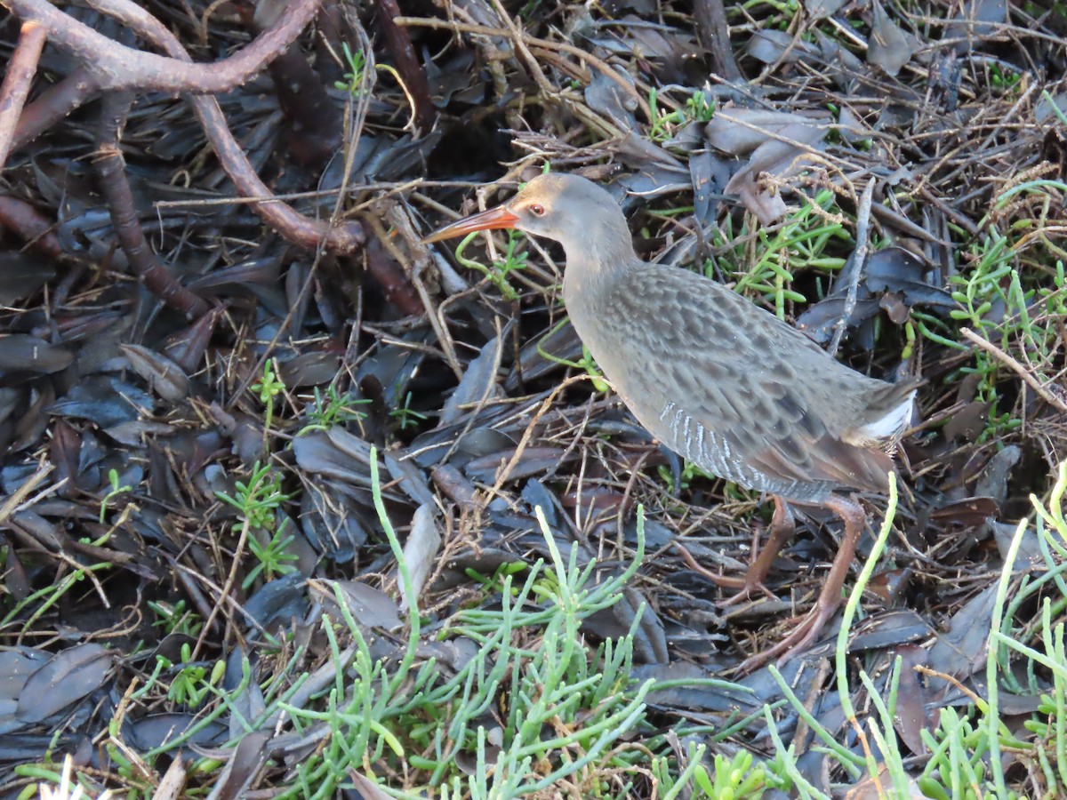 Ridgway's Rail - ML647052751