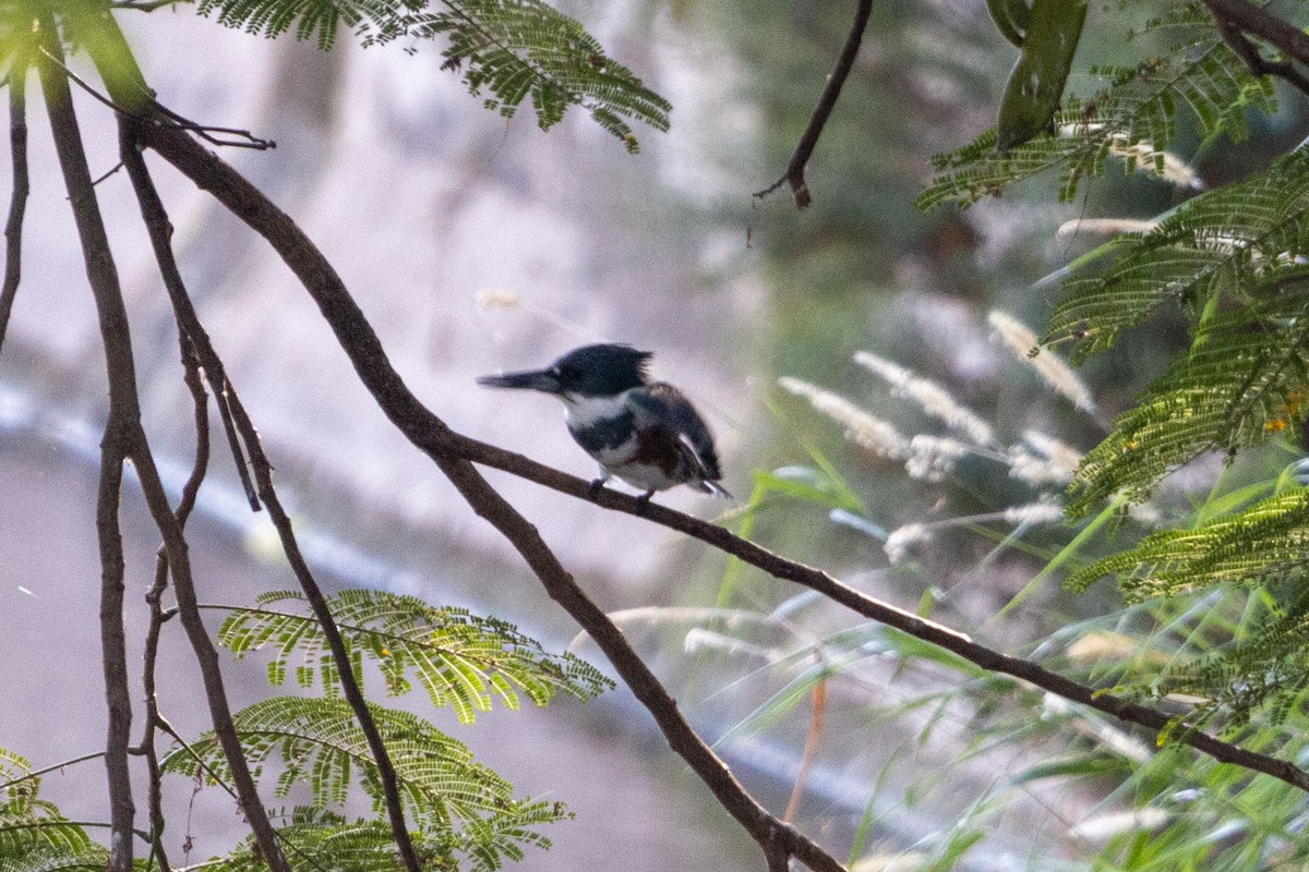 Belted Kingfisher - ML647052752