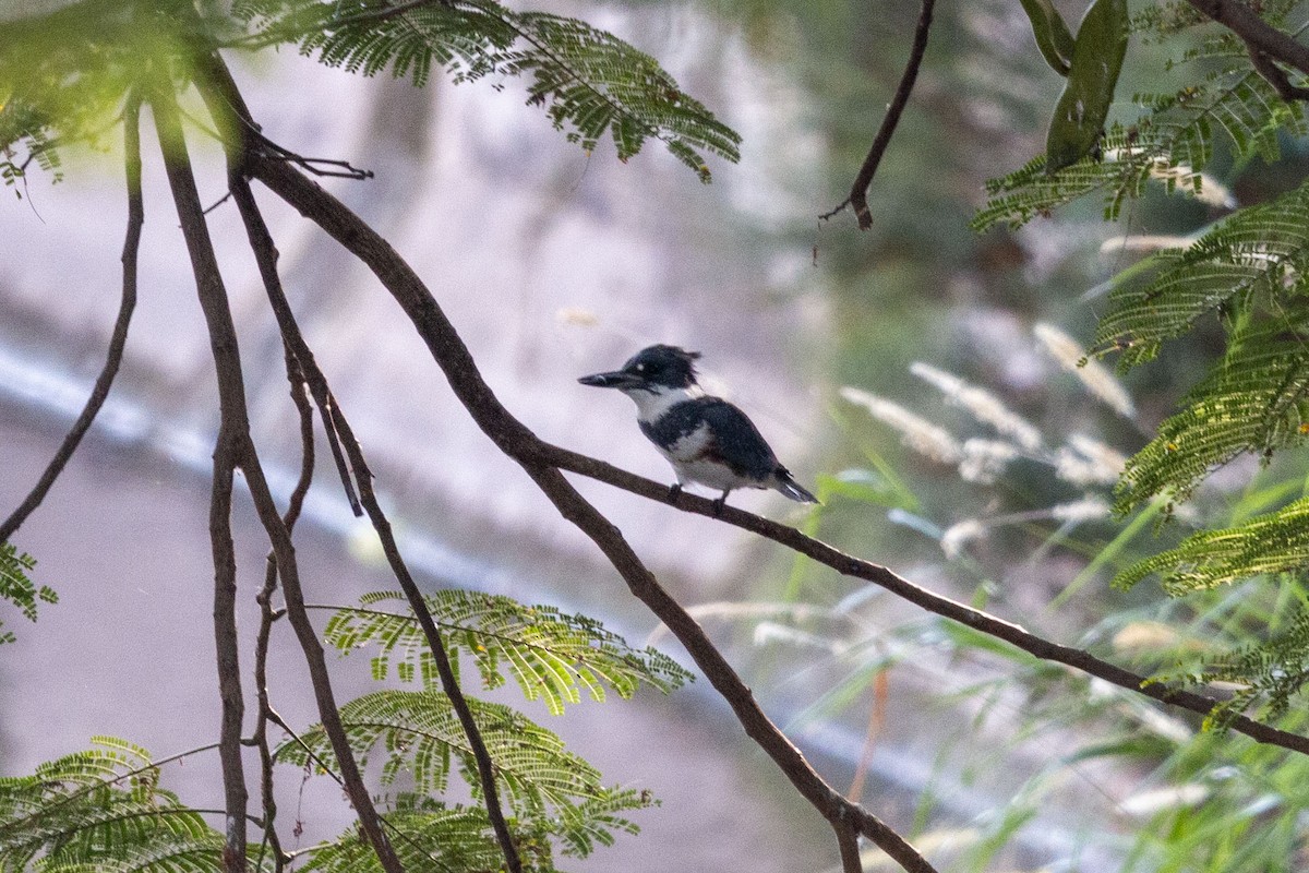 Belted Kingfisher - ML647052753