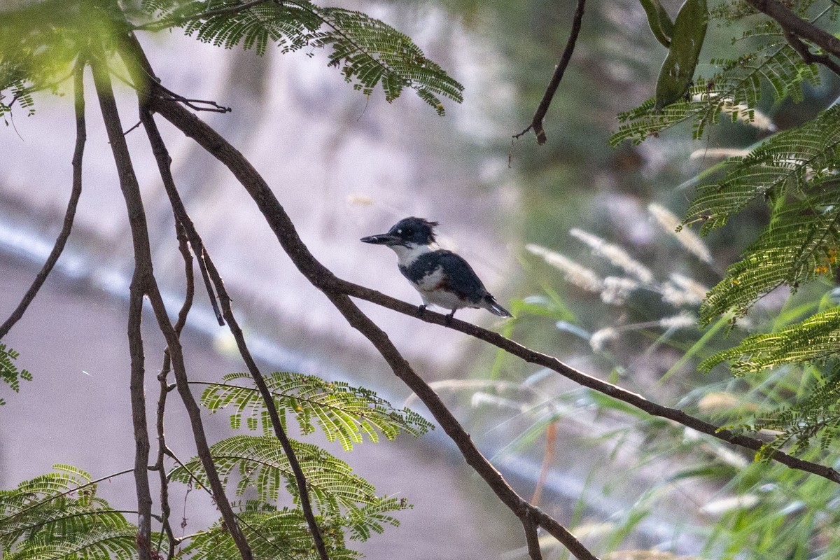 Belted Kingfisher - ML647052754