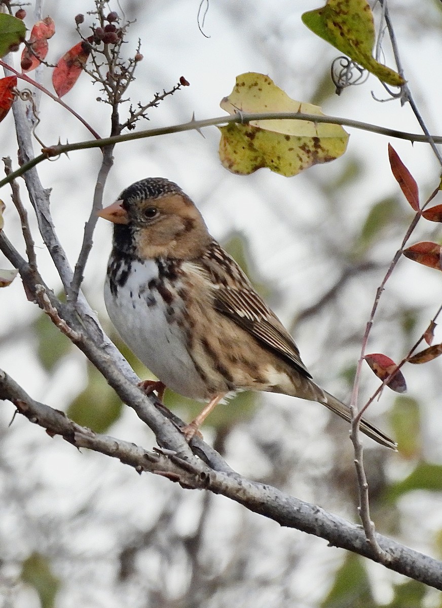 granspurv - ML647052769