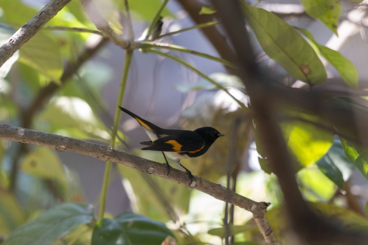 סבכון חכלילי - ML647052770