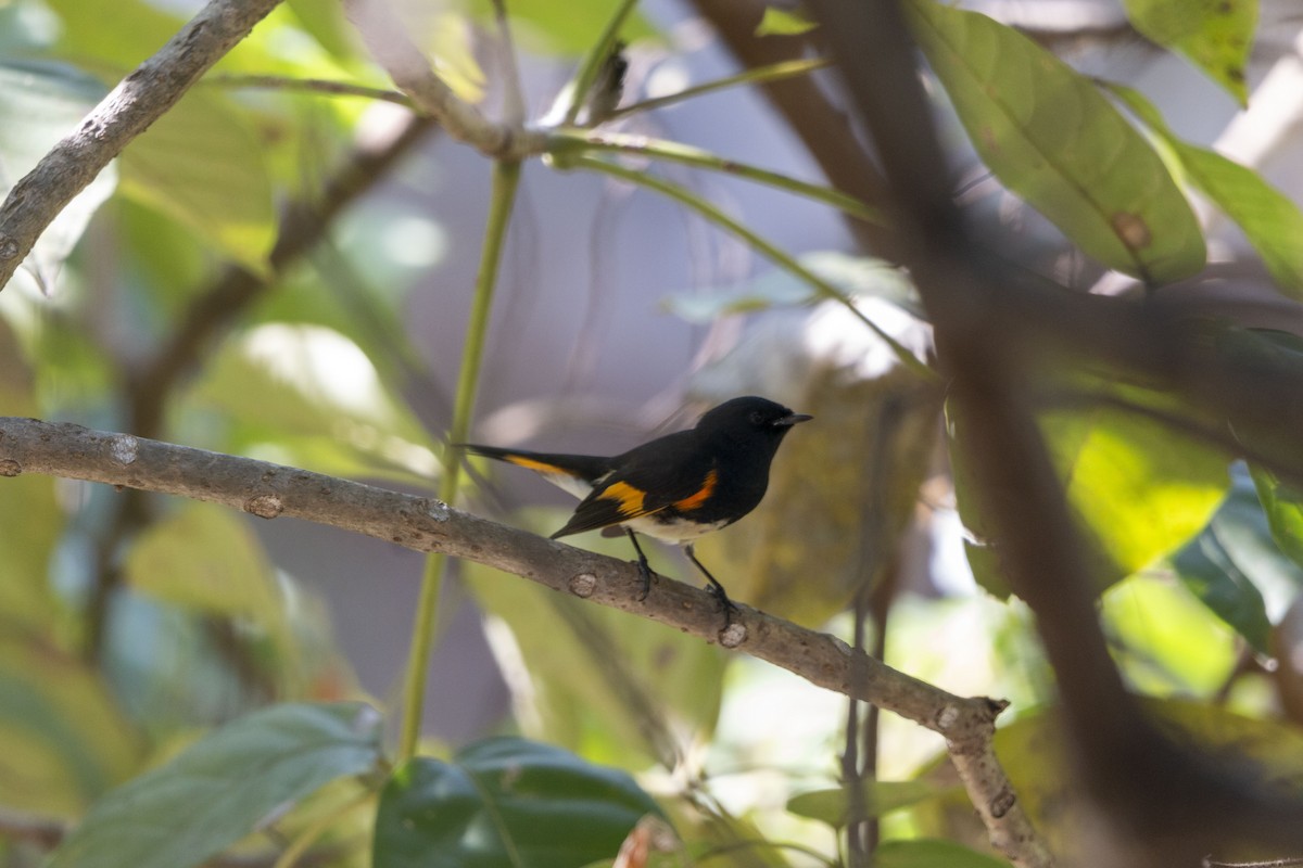 סבכון חכלילי - ML647052771