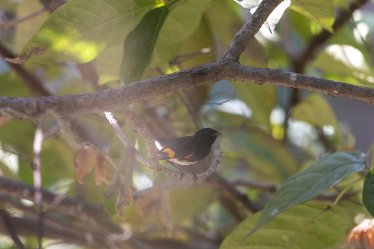 סבכון חכלילי - ML647052772