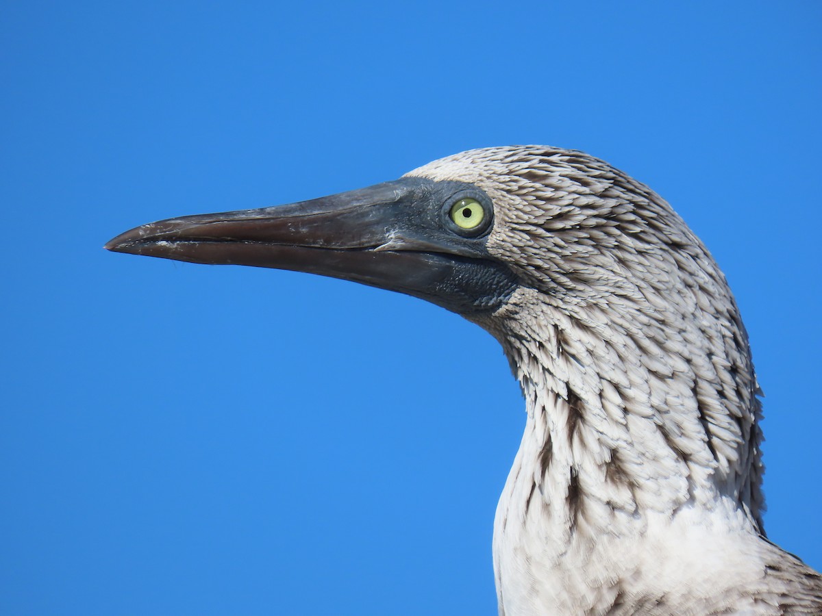 Blue-footed Booby - ML647052775