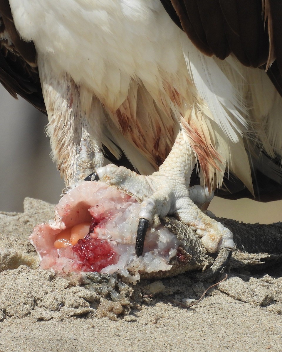 Скопа західна - ML647052776