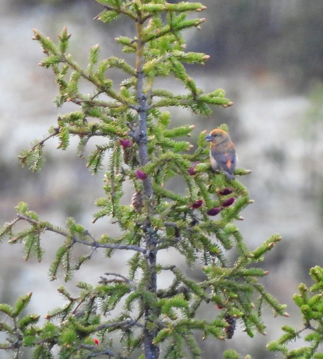 Parrot Crossbill - ML647052778