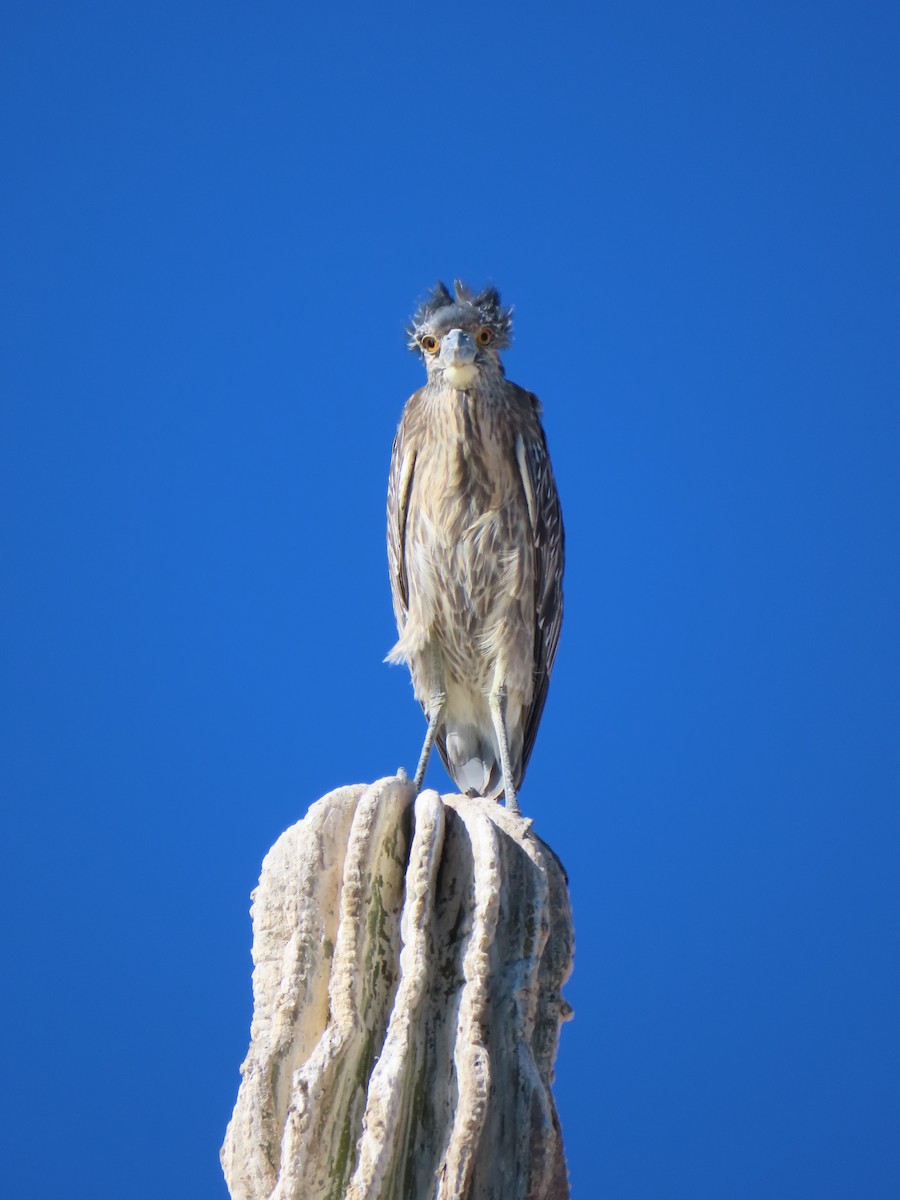 Yellow-crowned Night Heron - ML647052787