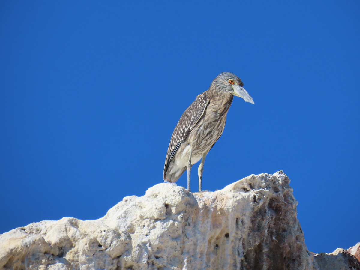 Yellow-crowned Night Heron - ML647052789