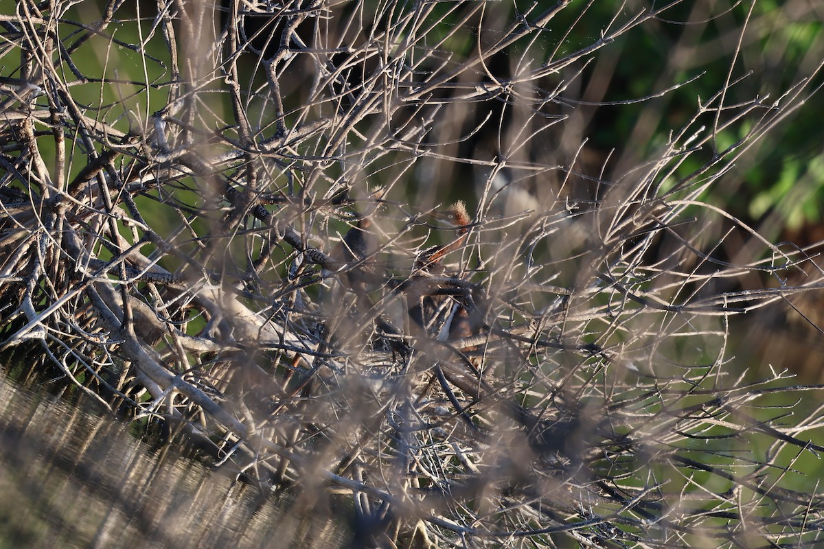 Petit Blongios - ML647052791