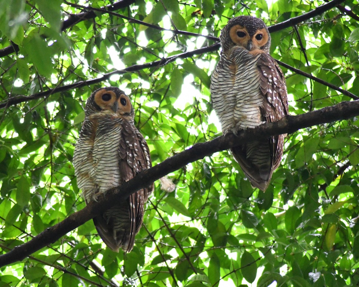 Пагодная неясыть - ML647052793