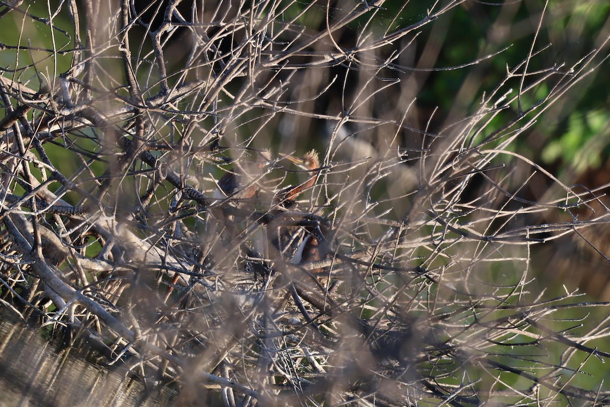 Petit Blongios - ML647052802