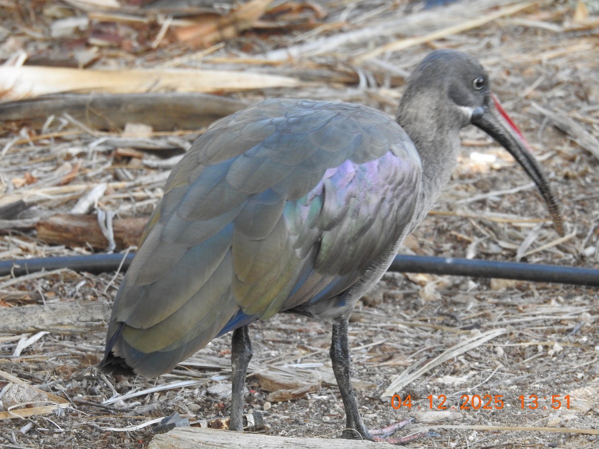 Hadada Ibis - ML647052803