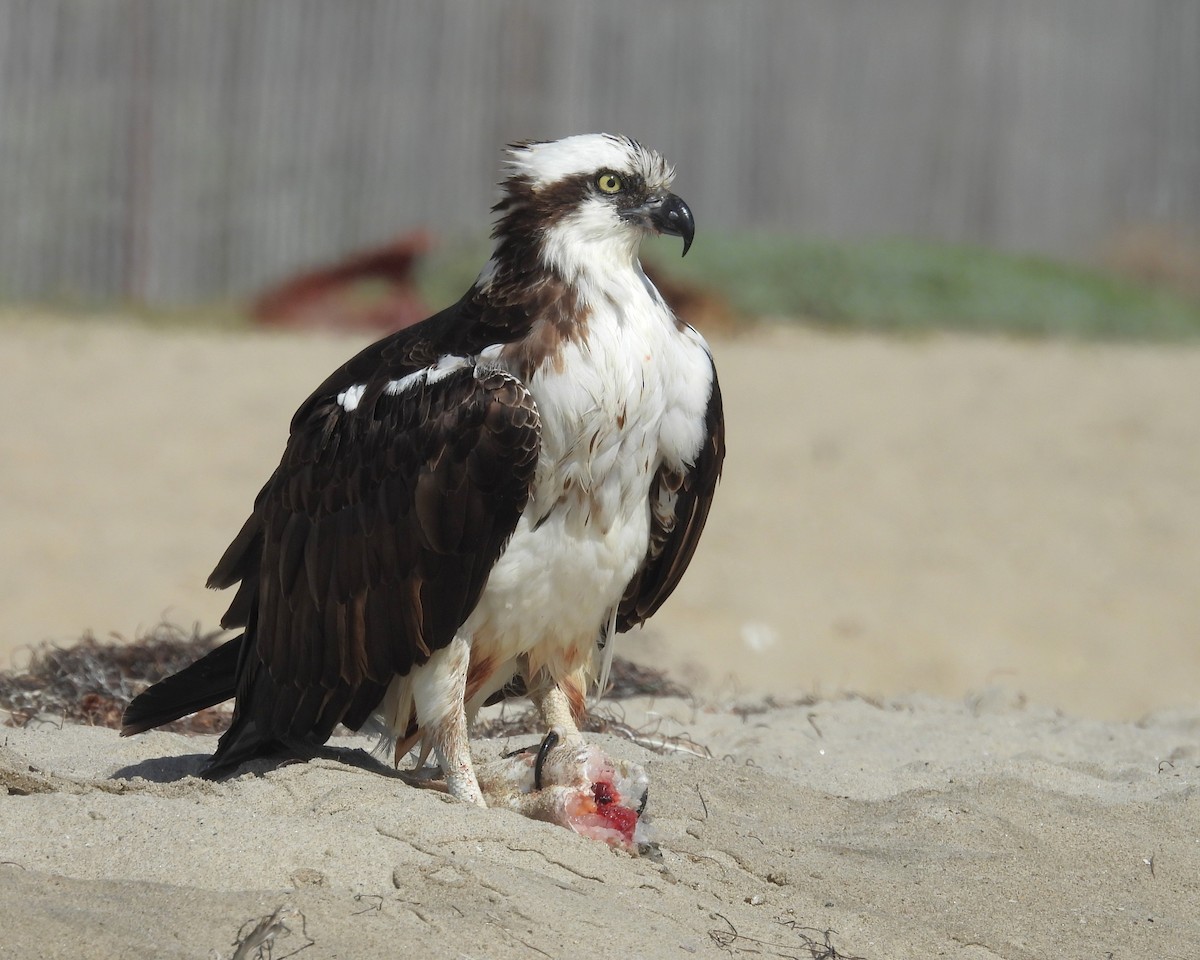 Скопа західна - ML647052805