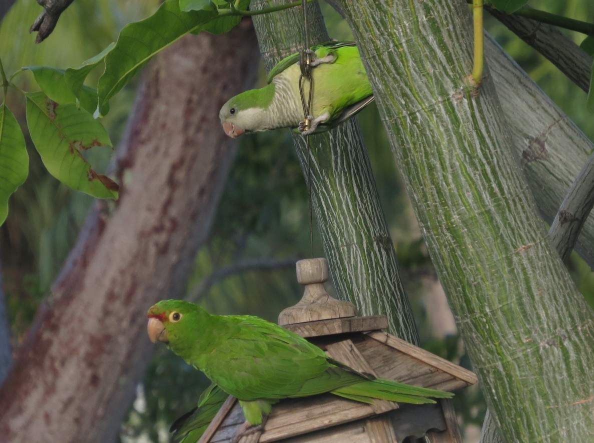 Калита сіроволий - ML647052806