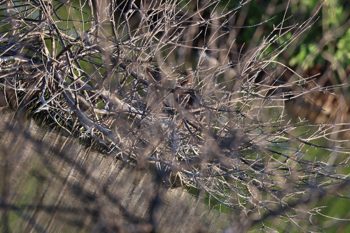 Petit Blongios - ML647052809