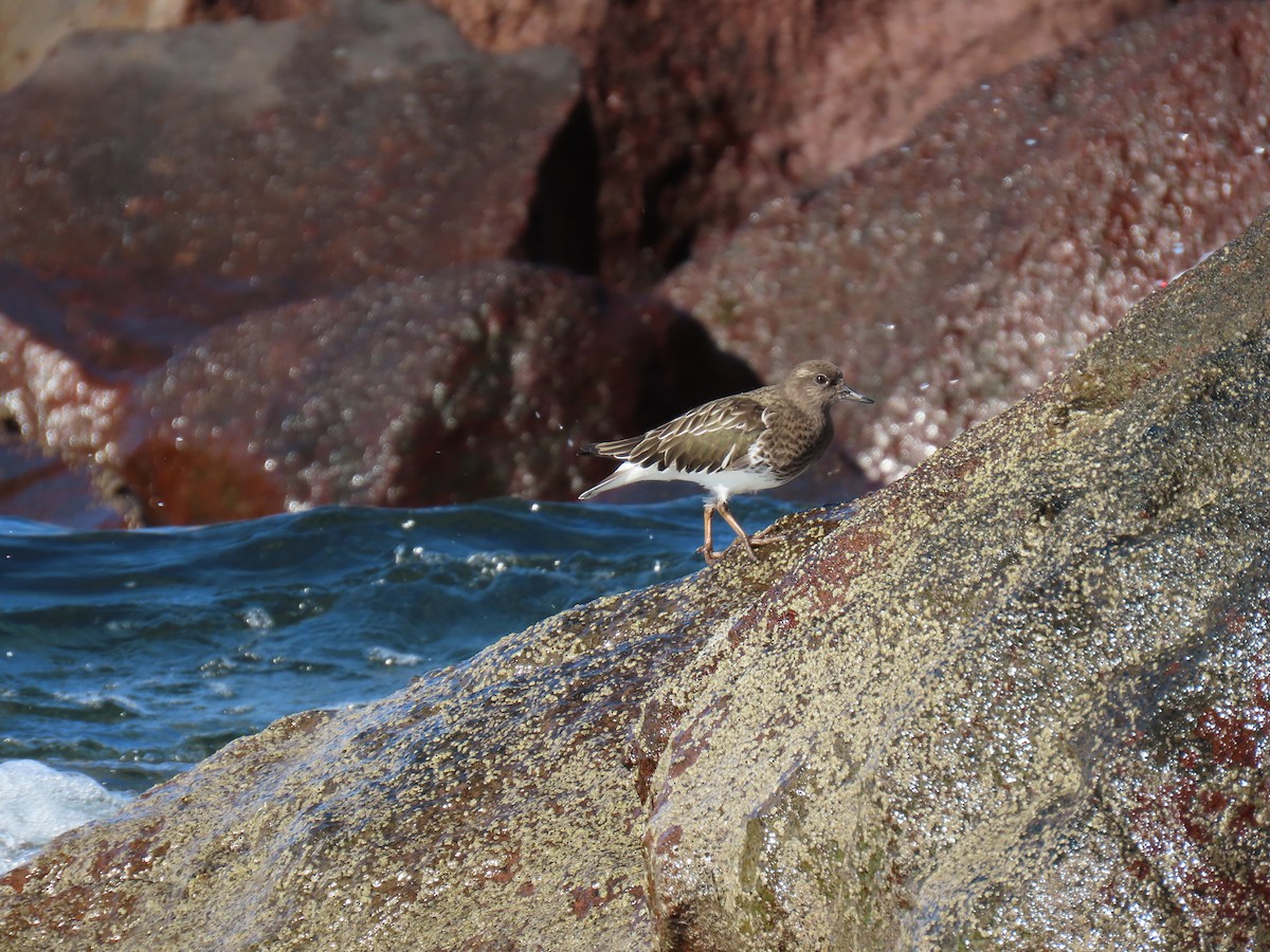 Black Turnstone - ML647052812