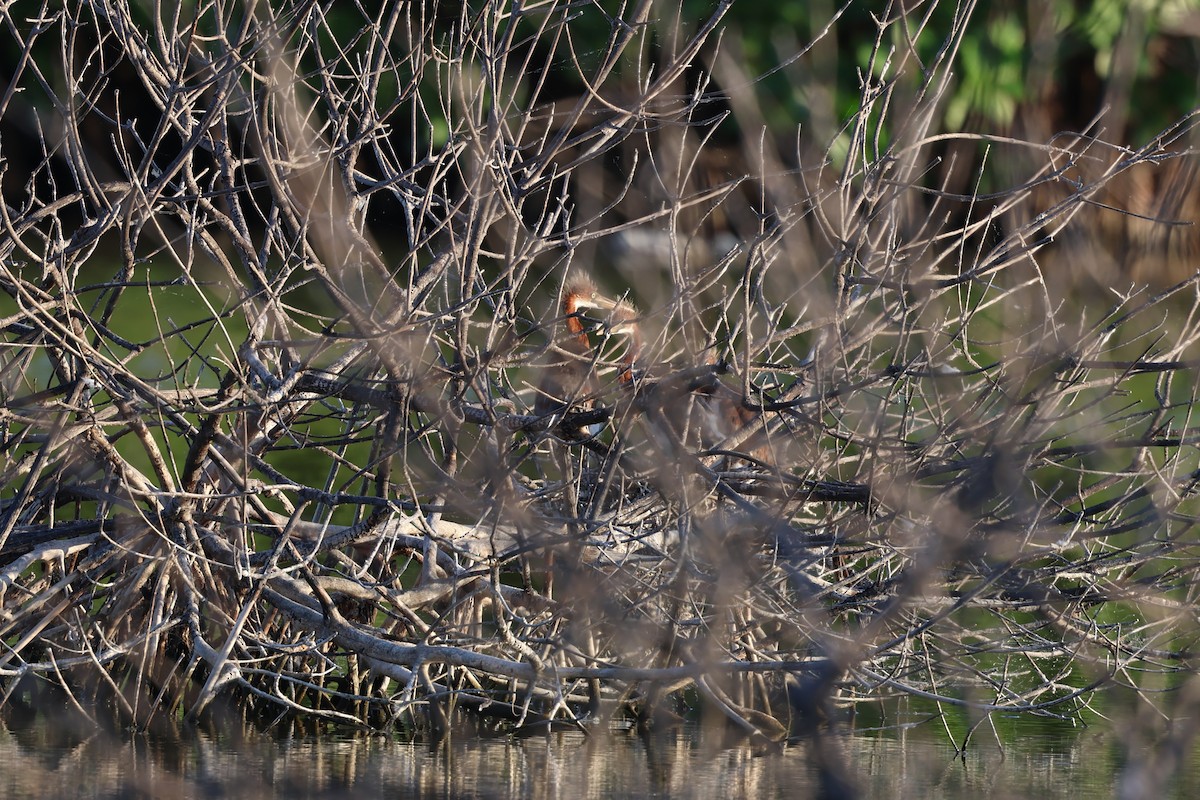 Petit Blongios - ML647052814