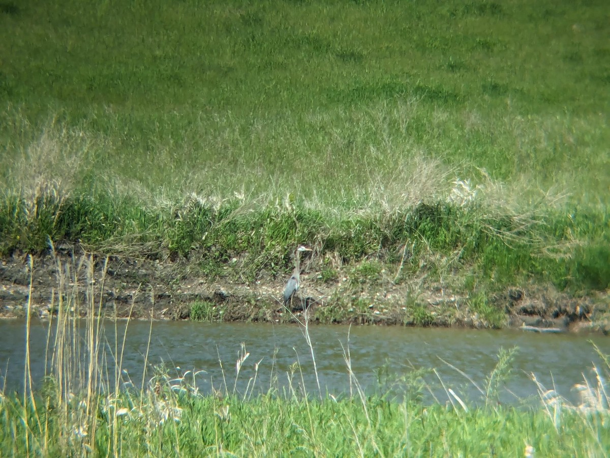Great Blue Heron - ML647052816