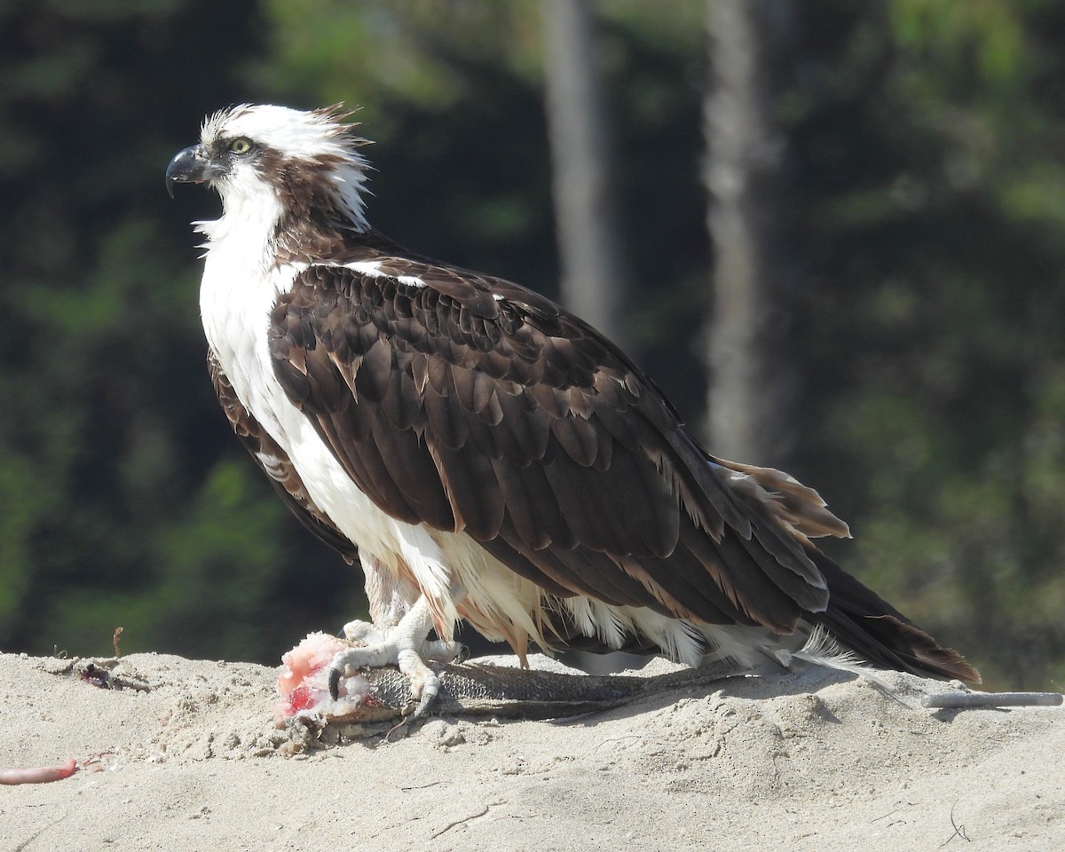 Скопа західна - ML647052817