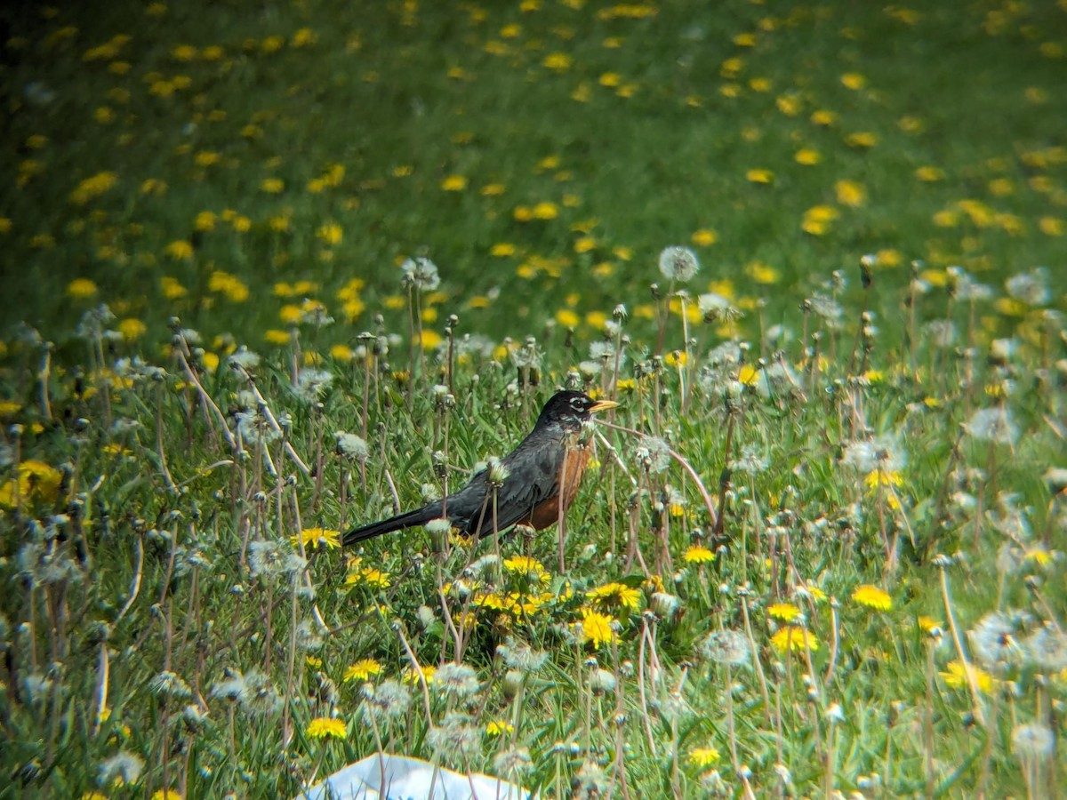 American Robin - ML647052824