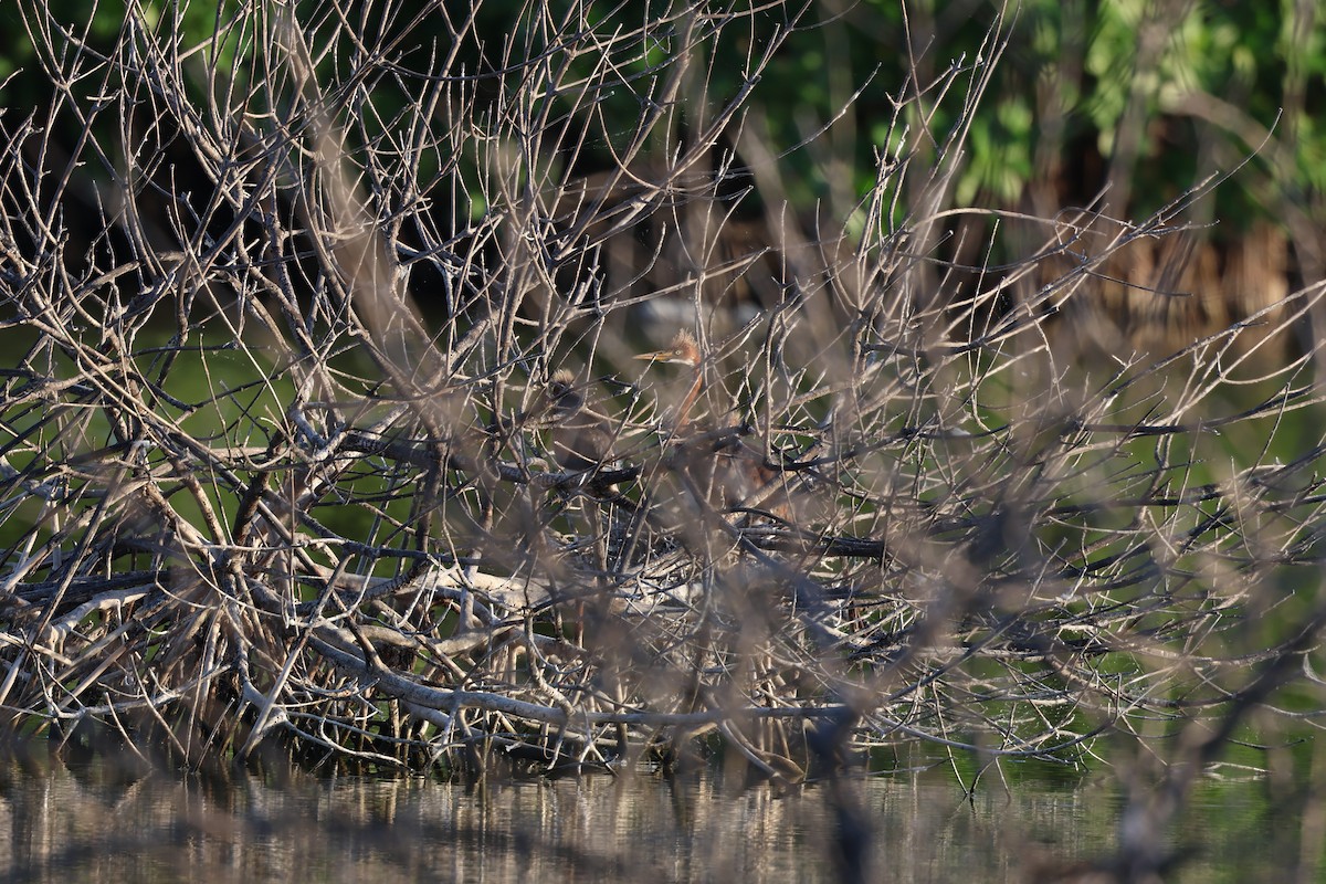 Petit Blongios - ML647052826