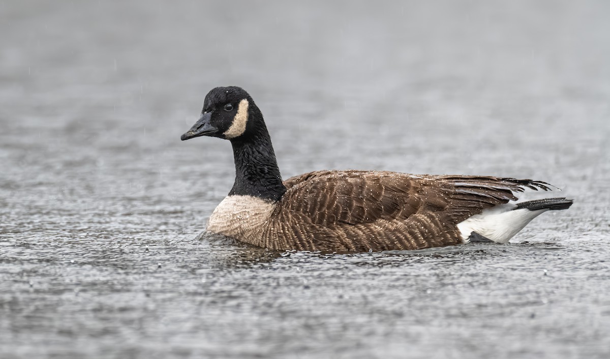 Kanada Kazı - ML647052831