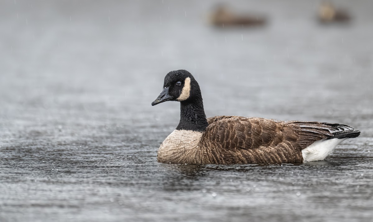 Kanada Kazı - ML647052832