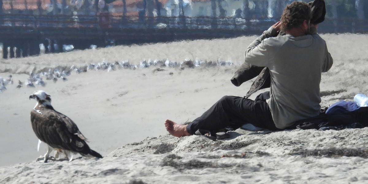 Скопа західна - ML647052833