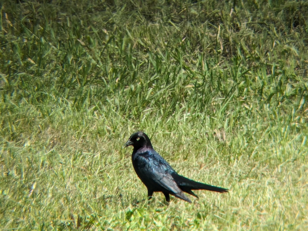 Purpurgrackel - ML647052836