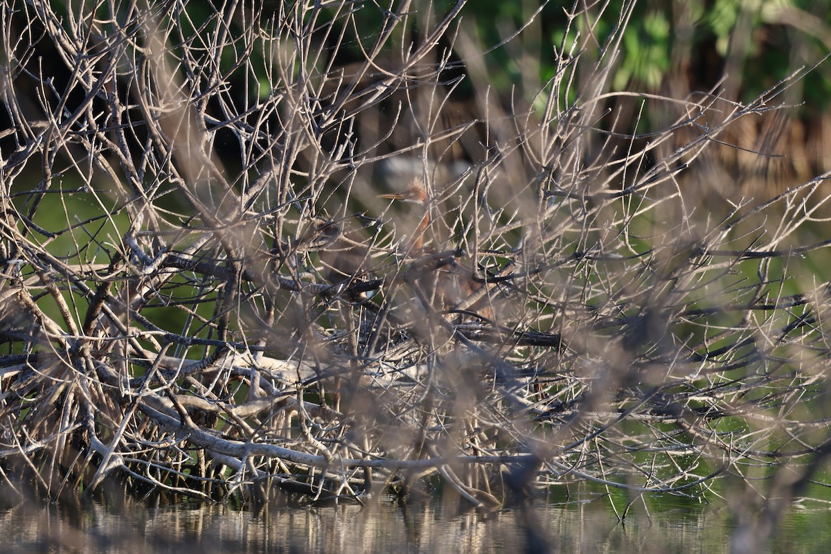 Petit Blongios - ML647052837