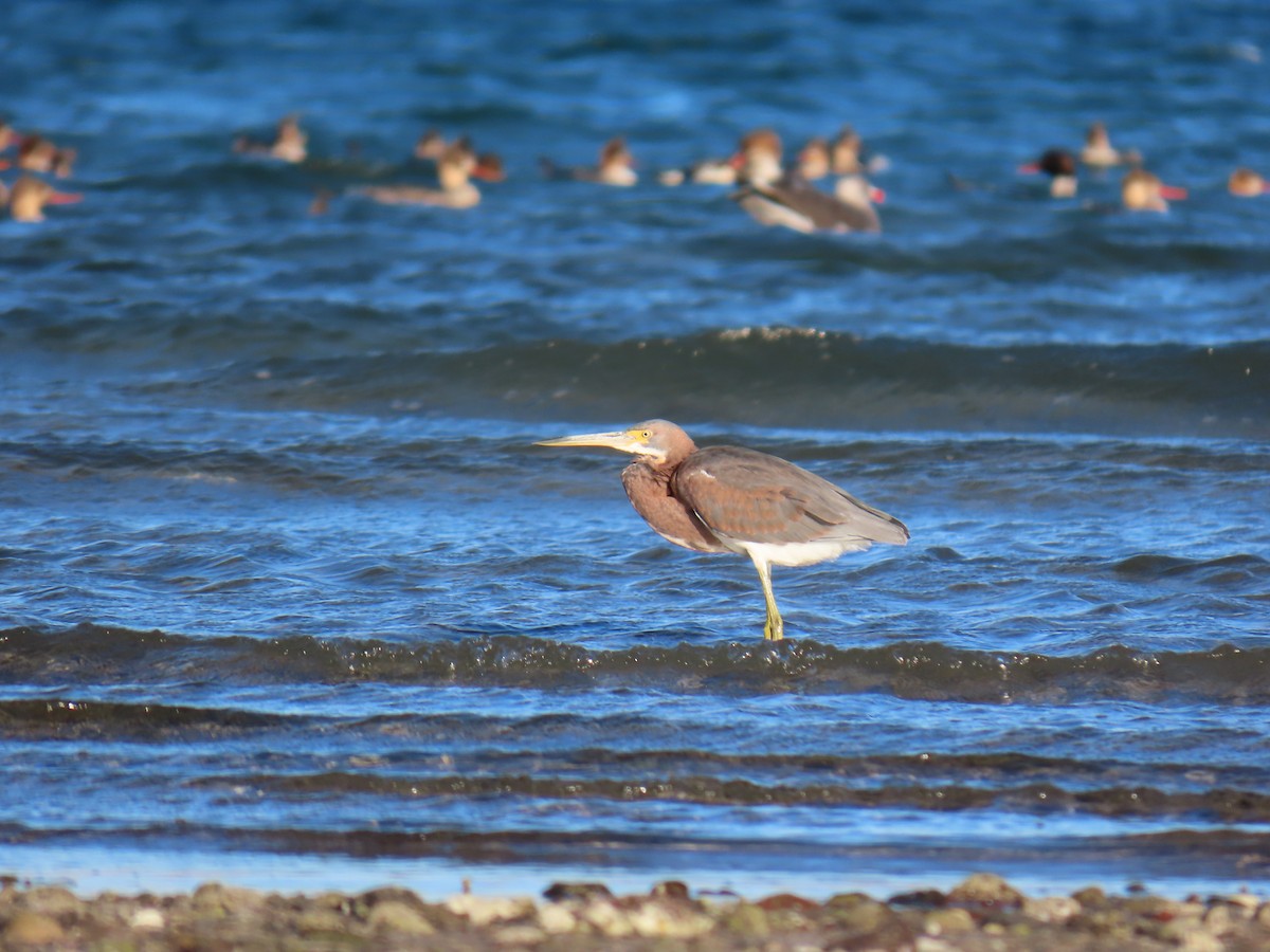 Tricolored Heron - ML647052840