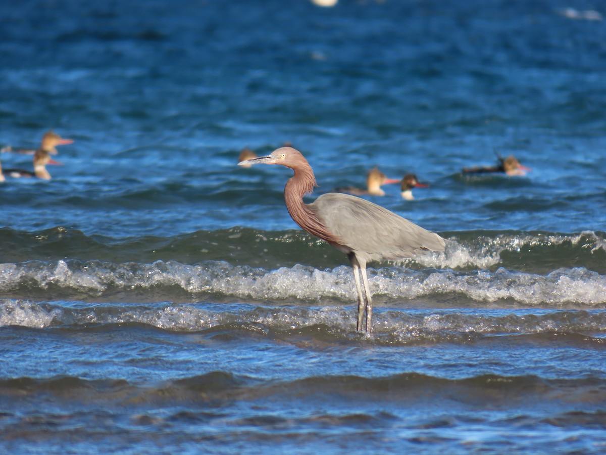 Kızılca Balıkçıl - ML647052841